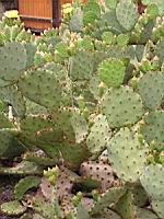 Opuntia Haematocarpa (fam Cactacees) (Sud des USA) (09) (Photo F. Mrugala)
